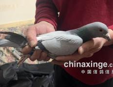 九游娱乐官方-山东西王大胜福建，稳坐东部赛区前列的简单介绍