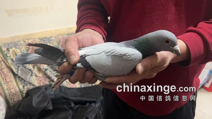 九游娱乐官方-山东西王大胜福建，稳坐东部赛区前列的简单介绍