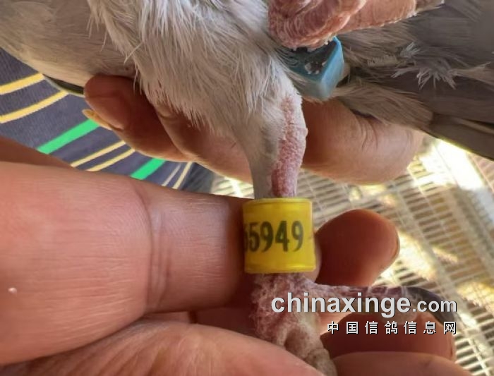 九游娱乐官方-山东西王大胜福建，稳坐东部赛区前列的简单介绍